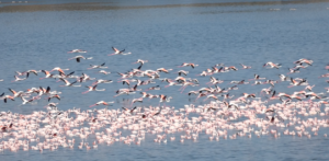 Flamingo in Arusha NP