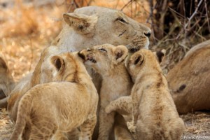 Lions in South Luangwa NP