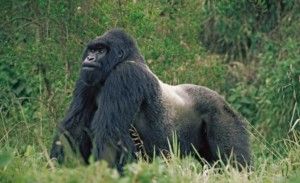 RWANDA Primates-of-Rwanda_view