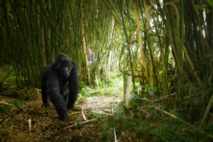 RWANDA_female_mountain_gorilla_bamboo_jungle