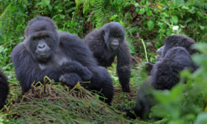 UGANDA new-gorilla-families