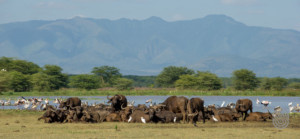 Wildlife and views from Lak Manyara Serena
