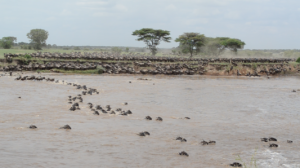 Migration in Serengeti