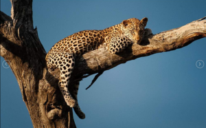 Screenshot_2019-06-13 South Africa Safari 5-Day Lodge Treehouse Kruger Park Safari(4)