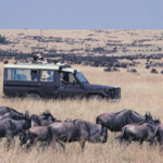 Profile picture of Simba Paka Safaris