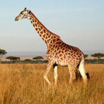 Profile picture of Casolodge Travel and Safaris Ltd