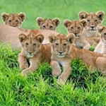 Profile picture of Budget Safaris Tanzania