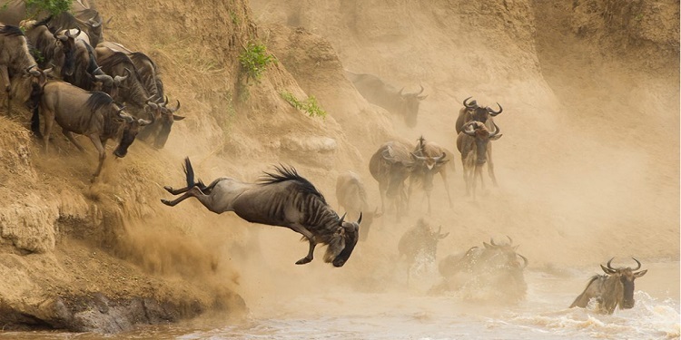 mara-river-wilderbeests