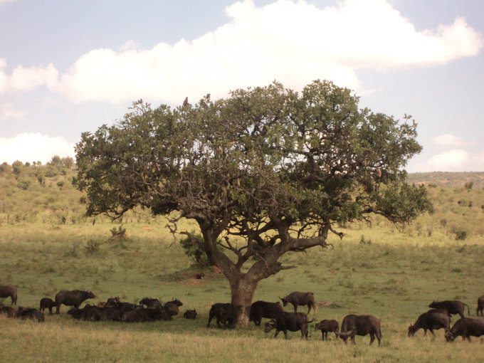 the-african-cape-buffalo