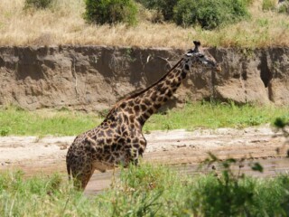 short-tanzania-safari