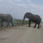 amboseli-herd-of-elephants-mount-kilimanjarokenya-adventure-safaris-active-adventures-yha-kenya-travel-epic-adventures-epic-wildlife-safari