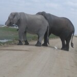 amboseli-herd-of-elephantsmount-kilimanjaro-kenya-adventure-safaris-active-adventures-yha-kenya-travel-epic-adventures-epic-wildlife-safari