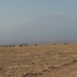 amboseli-herd-of-elephantsmount-kilimanjaro-kenya-adventure-safaris-active-adventures-yha-kenya-travel-epic-adventures-epic-wildlife-safari-2