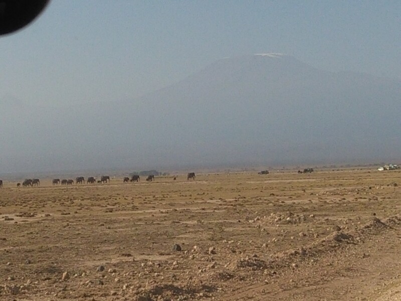 amboseli-herd-of-elephantsmount-kilimanjaro-kenya-adventure-safaris-active-adventures-yha-kenya-travel-epic-adventures-epic-wildlife-safari-2