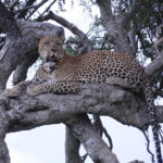 cheetah-yha-kenya-travel
