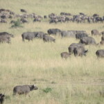 epic-active-adventuresyha-kenya-travel-tours-and-safariswildlife-safarissafari-bookingsmasai-mara-kenya-safariactive-holidays-in-kenyaafrican-safarithe-big-five-4