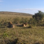 epic-active-adventuresyha-kenya-travel-tours-and-safariswildlife-safarissafari-bookingsmasai-mara-kenya-safariactive-holidays-in-kenyaafrican-safarithe-big-five-2