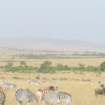 epic-active-adventuresyha-kenya-travel-tours-and-safariswildlife-safarissafari-bookingsmasai-mara-kenya-safariactive-holidays-in-kenyaafrican-safarithe-big-five-3