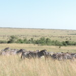 epic-active-adventuresyha-kenya-travel-tours-and-safariswildlife-safarissafari-bookingsmasai-mara-kenya-safariactive-holidays-in-kenyaafrican-safarithe-big-five-5