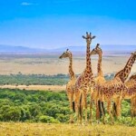 81888989_10157492971440266_4744464477116694528_n